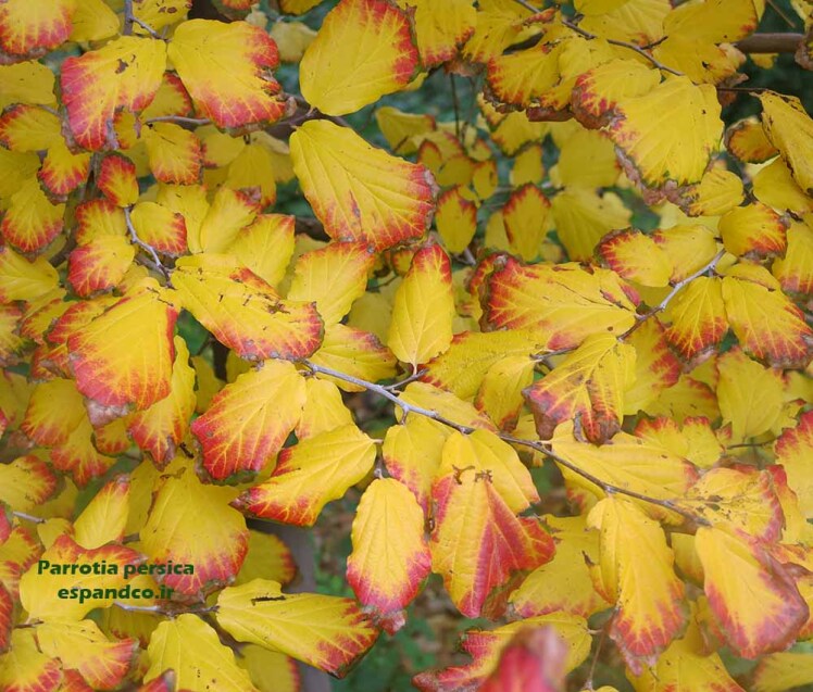 درخت انجیلی